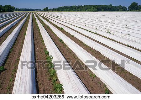 Asparagus field asparagus embankments covered with white plastic sheets, Schwege, Lower Saxony, Germany, Europe View Large Photo Image Stock Photography - Asparagus field asparagus embankments covered with white plastic sheets, Schwege, Lower Saxony, Germany, Europe. Fotosearch