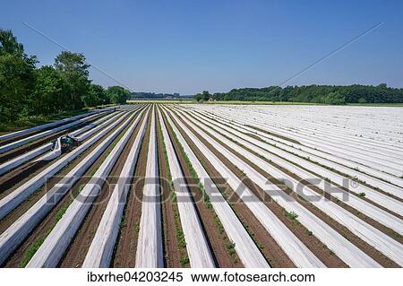 Asparagus field during harvesting, asparagus embankments covered with white plastic sheets, Schwege, Lower Saxony, Germany, Europe View Large Photo Image Stock Photography - Asparagus field during harvesting, asparagus embankments covered with white plastic sheets, Schwege, Lower Saxony, Germany, Europe. Fotosearch