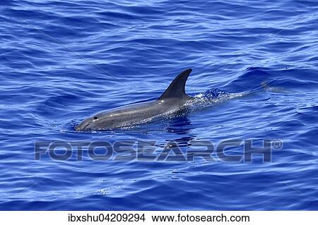 Atlantic spotted dolphin (Stenella frontalis), swimming in the Atlantic Ocean, Funchal, Madeira, Portugal, Europe View Large Photo Image Picture - Atlantic spotted dolphin (Stenella frontalis), swimming in the Atlantic Ocean, Funchal, Madeira, Portugal, Europe. Fotosearch