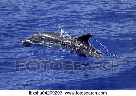 Stock Photo - Atlantic spotted dolphin (Stenella frontalis), swimming in the Atlantic Ocean, Funchal, Madeira, Portugal, Europe. Fotosearch