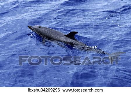 Stock Photograph - Atlantic spotted dolphin (Stenella frontalis), swimming in the Atlantic Ocean, Funchal, Madeira, Portugal, Europe. Fotosearch