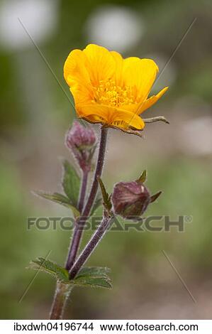 Avens (Geum), prevalent in Caucasus, Balkan Province, Turkey, Asia View Large Photo Image Picture - Avens (Geum), prevalent in Caucasus, Balkan Province, Turkey, Asia. Fotosearch