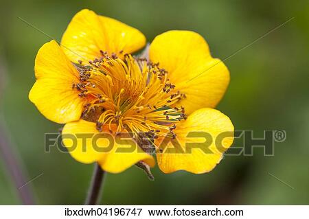 Avens (Geum), prevalent in Caucasus, Balkan Province, Turkey, Asia View Large Photo Image Stock Photo - Avens (Geum), prevalent in Caucasus, Balkan Province, Turkey, Asia. Fotosearch
