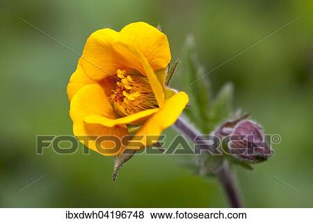 Avens (Geum), prevalent in Caucasus, Balkan Province, Turkey, Asia View Large Photo Image Stock Photo - Avens (Geum), prevalent in Caucasus, Balkan Province, Turkey, Asia. Fotosearch