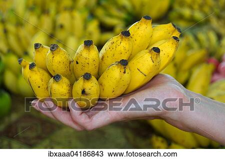 Bananas (Musa sp. ) in a hand, Mahe Island, Seychelles, Africa View Large Photo Image Stock Image - Bananas (Musa sp. ) in a hand, Mahe Island, Seychelles, Africa. Fotosearch