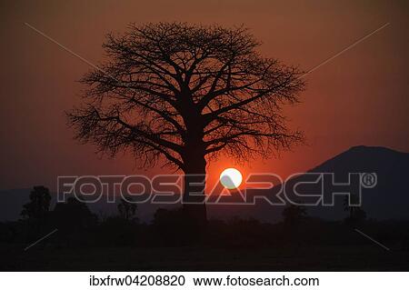 Baobab tree, silhouette against the sun, red sky, mountain chain behind, Lower Zambezi National Park, Zambia, Africa View Large Photo Image Stock Image - Baobab tree, silhouette against the sun, red sky, mountain chain behind, Lower Zambezi National Park, Zambia, Africa. Fotosearch