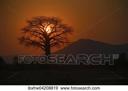 Baobab tree, silhouette against the sun, red sky, mountain chain behind, Lower Zambezi National Park, Zambia, Africa View Large Photo Image Stock Photo - Baobab tree, silhouette against the sun, red sky, mountain chain behind, Lower Zambezi National Park, Zambia, Africa. Fotosearch