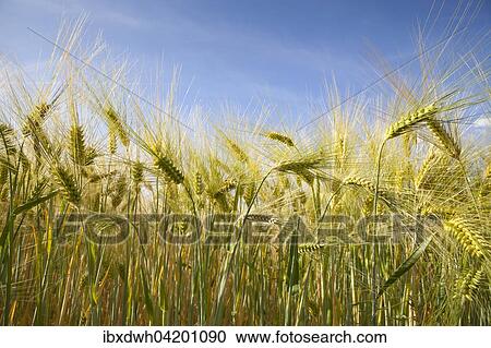 Barley (Hordeum vulgare), ears, field, North Rhine-Westphalia, Germany, Europe View Large Photo Image Stock Image - Barley (Hordeum vulgare), ears, field, North Rhine-Westphalia, Germany, Europe. Fotosearch