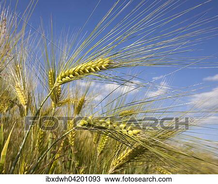 Barley (Hordeum vulgare), ears, field, North Rhine-Westphalia, Germany, Europe View Large Photo Image Stock Image - Barley (Hordeum vulgare), ears, field, North Rhine-Westphalia, Germany, Europe. Fotosearch