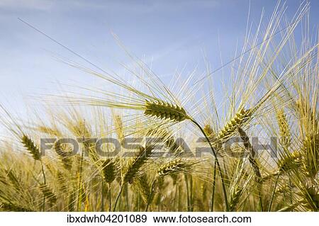 Stock Photo - Barley (Hordeum vulgare), ears, field, North Rhine-Westphalia, Germany, Europe. Fotosearch