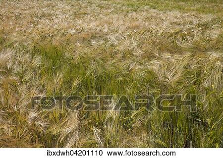 Barley (Hordeum vulgare) field, North Rhine-Westphalia, Germany, Europe View Large Photo Image Stock Image - Barley (Hordeum vulgare) field, North Rhine-Westphalia, Germany, Europe. Fotosearch