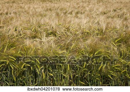 Barley (Hordeum vulgare) field, North Rhine-Westphalia, Germany, Europe View Large Photo Image Stock Photo - Barley (Hordeum vulgare) field, North Rhine-Westphalia, Germany, Europe. Fotosearch