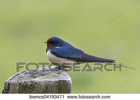 Barn Swallow (Hirundo rustica) perched on wooden post, Hesse, Germany, Europe View Large Photo Image Stock Image - Barn Swallow (Hirundo rustica) perched on wooden post, Hesse, Germany, Europe. Fotosearch