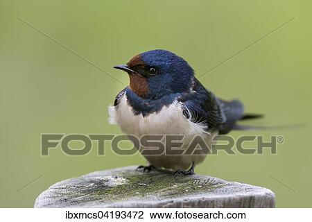 Barn Swallow Hirundo Rustica Perched On Wooden Post Hesse