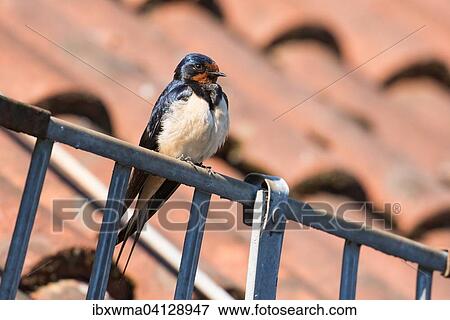 Barn Swallow (Hirundo rustica) perched on gutter, Hesse, Germany, Europe View Large Photo Image Stock Photo - Barn Swallow (Hirundo rustica) perched on gutter, Hesse, Germany, Europe. Fotosearch
