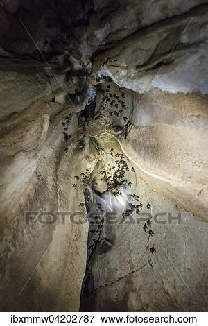 Bats (Microchiroptera) in a cave, Taman Negara, Malaysia, Asia View Large Photo Image Stock Photo - Bats (Microchiroptera) in a cave, Taman Negara, Malaysia, Asia. Fotosearch