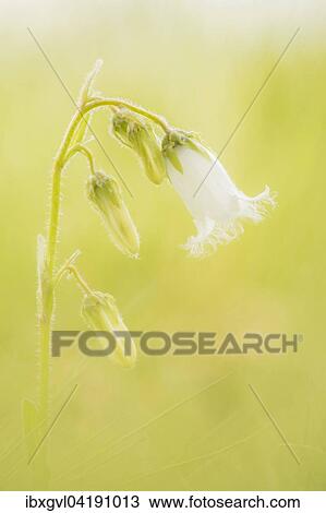 Bearded Bellflower (Campanula barbata) in an Alpine meadow, Ziller Valley, Tyrol, Austria, Europe View Large Photo Image Stock Image - Bearded Bellflower (Campanula barbata) in an Alpine meadow, Ziller Valley, Tyrol, Austria, Europe. Fotosearch