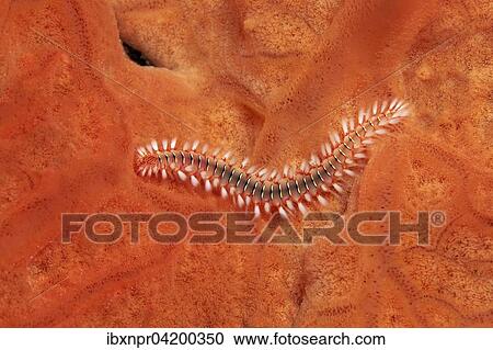 Bearded fireworm (Hermodice caruncalata) on Encrusting orange sponge (Spirastrella cunctratrix), Corfu, Ionian Islands, Greece, Europe View Large Photo Image Stock Image - Bearded fireworm (Hermodice caruncalata) on Encrusting orange sponge (Spirastrella cunctratrix), Corfu, Ionian Islands, Greece, Europe. Fotosearch