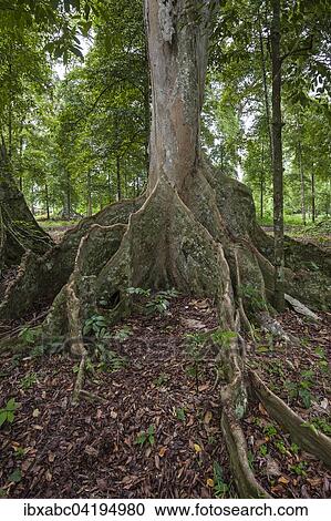 Bengal Almond tree (Terminalia catappa), Lonthor, Banda Island, Moluccas, Indonesia, Asia View Large Photo Image Stock Image - Bengal Almond tree (Terminalia catappa), Lonthor, Banda Island, Moluccas, Indonesia, Asia. Fotosearch