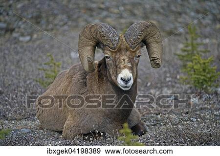 Bighorn sheep (Ovis canadensis), Waterton Lakes National Park, Alberta Province, Canada, North America View Large Photo Image Stock Photo - Bighorn sheep (Ovis canadensis), Waterton Lakes National Park, Alberta Province, Canada, North America. Fotosearch
