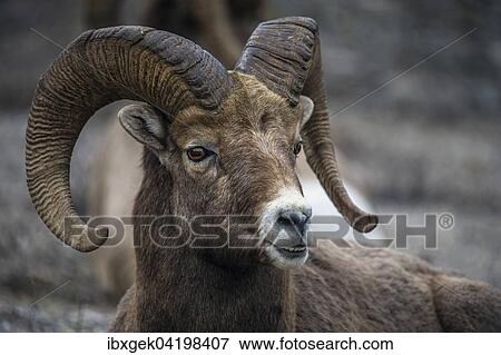 Stock Photo - Bighorn sheep (Ovis canadensis), Waterton Lakes National Park, Alberta Province, Canada, North America. Fotosearch