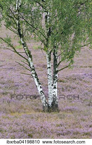Birches (Betula sp. ), Common Heather (Calluna vulgaris), Westruper Heide nature reserve, North Rhine-Westphalia, Germany, Europe View Large Photo Image Stock Image - Birches (Betula sp. ), Common Heather (Calluna vulgaris), Westruper Heide nature reserve, North Rhine-Westphalia, Germany, Europe. Fotosearch