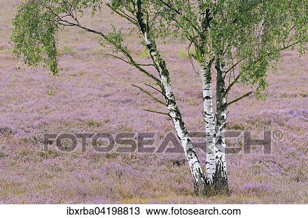 Birches (Betula sp. ), Common Heather (Calluna vulgaris), Westruper Heide nature reserve, North Rhine-Westphalia, Germany, Europe View Large Photo Image Stock Image - Birches (Betula sp. ), Common Heather (Calluna vulgaris), Westruper Heide nature reserve, North Rhine-Westphalia, Germany, Europe. Fotosearch