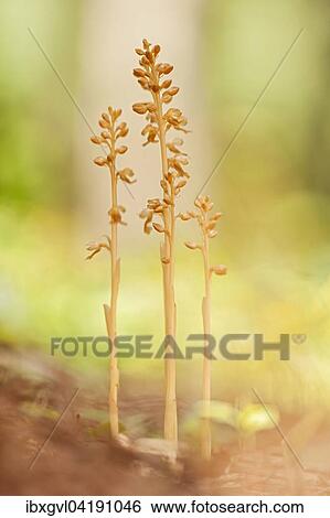 Bird's-nest Orchid (Neottia nidus-avis) group in the forest, Bodental, Carinthia, Austria, Europe View Large Photo Image Stock Photograph - Bird's-nest Orchid (Neottia nidus-avis) group in the forest, Bodental, Carinthia, Austria, Europe. Fotosearch