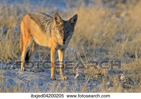 Stock Photography - Black-backed jackal (Canis mesomelas), standing in the morning light, Etosha National Park, Namibia, Africa. Fotosearch