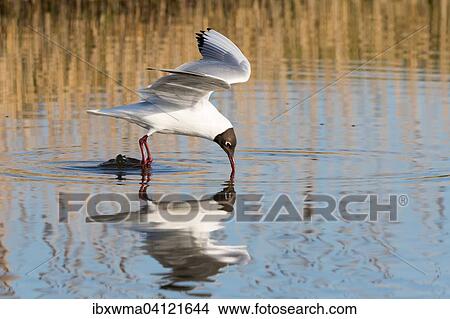 Black-headed Gull (Chroicocephalus ridibundus) catching prey, Texel, Netherlands View Large Photo Image Picture - Black-headed Gull (Chroicocephalus ridibundus) catching prey, Texel, Netherlands. Fotosearch