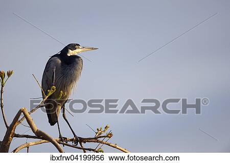 Stock Photograph - Black-headed heron (Ardea melanocephala), perched on a branch, South Luangwa National Park, Zambia, Africa. Fotosearch