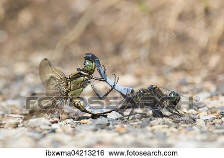 Black-tailed skimmers (Orthetrum cancellatum), mating pair, Germany, Europe View Large Photo Image Stock Photograph - Black-tailed skimmers (Orthetrum cancellatum), mating pair, Germany, Europe. Fotosearch