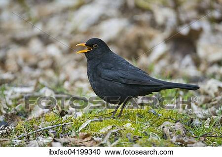 Blackbird (Turdus merula), male, calling, Thuringia, Germany, Europe View Large Photo Image Stock Image - Blackbird (Turdus merula), male, calling, Thuringia, Germany, Europe. Fotosearch