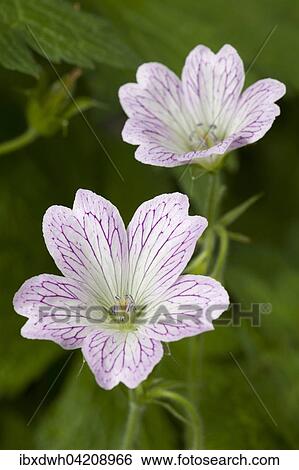 Bloom, malva (Malva sp. ), North Rhine-Westphalia, Germany, Europe View Large Photo Image Stock Photograph - Bloom, malva (Malva sp. ), North Rhine-Westphalia, Germany, Europe. Fotosearch