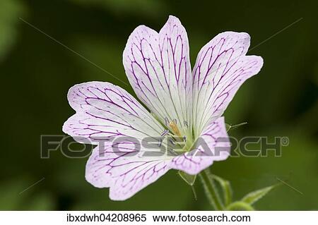 Bloom, malva (Malva sp. ), North Rhine-Westphalia, Germany, Europe View Large Photo Image Stock Photography - Bloom, malva (Malva sp. ), North Rhine-Westphalia, Germany, Europe. Fotosearch