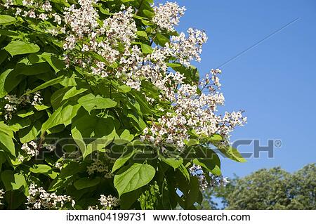 Blossoming Southern Catalpa (Catalpa bignonioides), Hesse, Germany, Europe View Large Photo Image Stock Image - Blossoming Southern Catalpa (Catalpa bignonioides), Hesse, Germany, Europe. Fotosearch