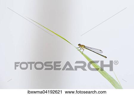 Blue-tailed Damselfly (Ischnura elegans), female, on reed, Hesse, Germany, Europe View Large Photo Image Stock Image - Blue-tailed Damselfly (Ischnura elegans), female, on reed, Hesse, Germany, Europe. Fotosearch