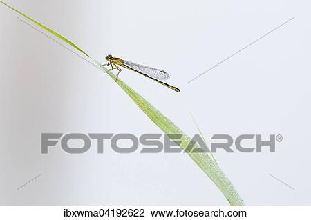 Blue-tailed Damselfly (Ischnura elegans), female, on reed, Hesse, Germany, Europe View Large Photo Image Stock Image - Blue-tailed Damselfly (Ischnura elegans), female, on reed, Hesse, Germany, Europe. Fotosearch
