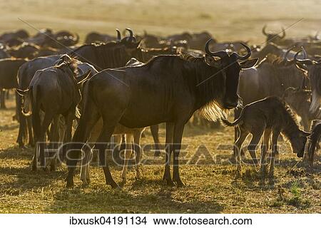 Picture - Blue Wildebeest (Connochaetes taurinus), gnu herd, backlit, Maasai Mara, Narok County, Kenya, Africa. Fotosearch