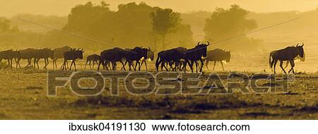 Blue Wildebeest (Connochaetes taurinus), gnu herd, backlit, Maasai Mara, Narok County, Kenya, Africa View Large Photo Image Stock Image - Blue Wildebeest (Connochaetes taurinus), gnu herd, backlit, Maasai Mara, Narok County, Kenya, Africa. Fotosearch