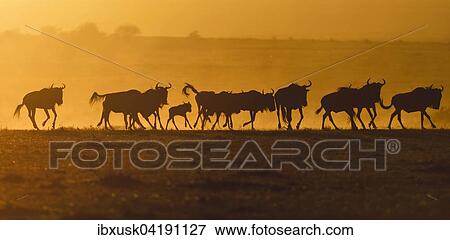 Stock Photo - Blue Wildebeest (Connochaetes taurinus), gnu herd, silhouettes at sunrise, Maasai Mara, Narok County, Kenya, Africa. Fotosearch