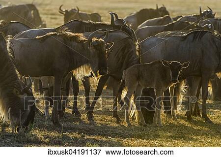 Blue Wildebeest (Connochaetes taurinus), gnu herd, backlit, Maasai Mara, Narok County, Kenya, Africa View Large Photo Image Stock Photo - Blue Wildebeest (Connochaetes taurinus), gnu herd, backlit, Maasai Mara, Narok County, Kenya, Africa. Fotosearch
