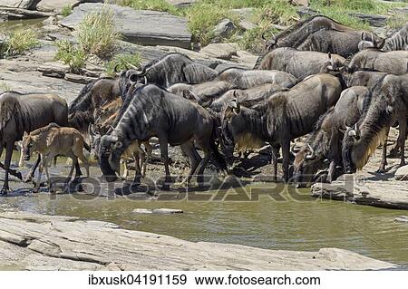 Stock Photo - Blue Wildebeest (Connochaetes taurinus), gnu herd and their calves at the waterhole, Maasai Mara, Narok County, Kenya, Africa. Fotosearch