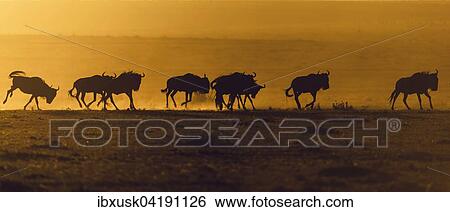 Stock Photograph - Blue Wildebeest (Connochaetes taurinus), gnu herd, silhouettes at sunrise, Maasai Mara, Narok County, Kenya, Africa. Fotosearch