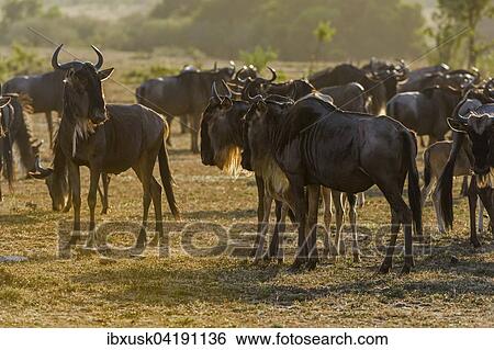 Stock Photograph - Blue Wildebeest (Connochaetes taurinus), gnu herd, backlit, Maasai Mara, Narok County, Kenya, Africa. Fotosearch