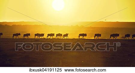 Stock Photography - Blue Wildebeest (Connochaetes taurinus), gnu herd, silhouettes at sunrise, Maasai Mara, Narok County, Kenya, Africa. Fotosearch
