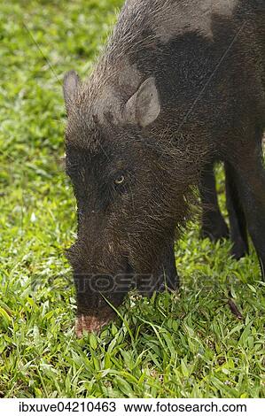 Bornean bearded pig (Sus barbatus), Bako National Park, Sarawak, Borneo, Malaysia, Asia View Large Photo Image Stock Image - Bornean bearded pig (Sus barbatus), Bako National Park, Sarawak, Borneo, Malaysia, Asia. Fotosearch