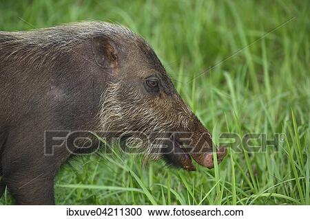 Bornean bearded pig (Sus barbatus), Bako National Park, Sarawak, Borneo, Malaysia, Asia View Large Photo Image Stock Image - Bornean bearded pig (Sus barbatus), Bako National Park, Sarawak, Borneo, Malaysia, Asia. Fotosearch