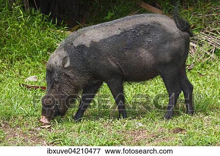Bornean bearded pig (Sus barbatus), Bako National Park, Sarawak, Borneo, Malaysia, Asia View Large Photo Image Stock Photo - Bornean bearded pig (Sus barbatus), Bako National Park, Sarawak, Borneo, Malaysia, Asia. Fotosearch