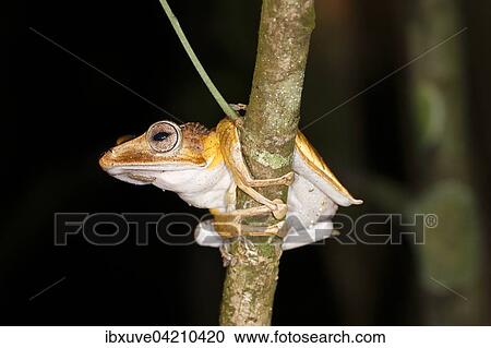 Borneo eared frog (Polypedates otilophus), night scene, Kubah National Park, Sarawak, Borneo, Malaysia, Asia View Large Photo Image Stock Image - Borneo eared frog (Polypedates otilophus), night scene, Kubah National Park, Sarawak, Borneo, Malaysia, Asia. Fotosearch